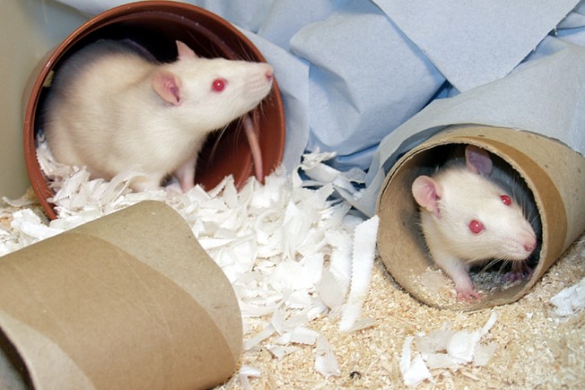 两只白大鼠在一个丰富的笼子里，里面装有纸板隧道和纸巾。