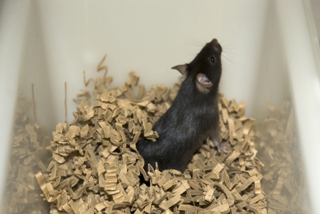 一只黑老鼠在一个塑料笼子里，站在纸上筑巢。