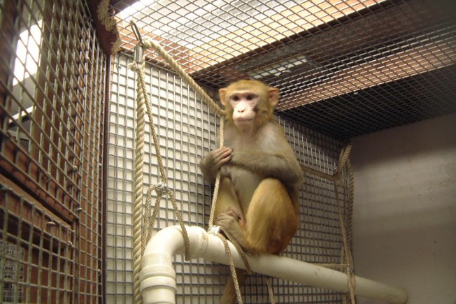 一只猕猴坐在它的笼子里，笼子的顶端是一根塑料管，上面系着一根绳子