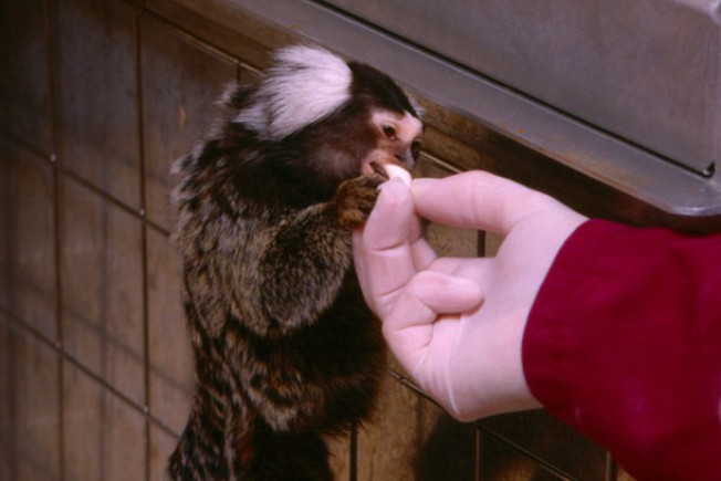 用手喂绒猴作为正强化训练的一部分