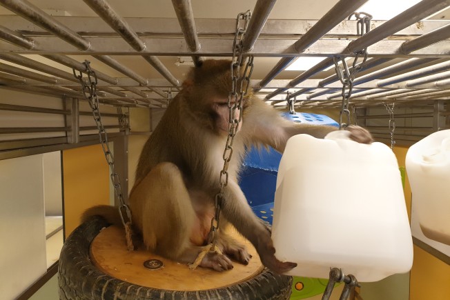 一只恒河猴坐在轮胎秋千上，操纵着一个由回收的大型塑料容器制成的喂食装置。剑桥大学。