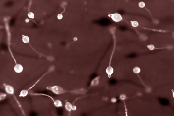 盘基霉黏菌的显微镜视图