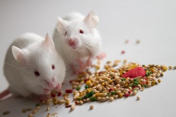 吃种子的小白鼠