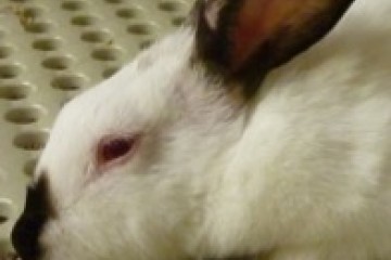 白兔子的侧面镜头
