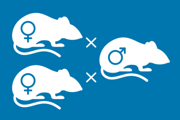 三只小鼠的白色图标在蓝色背景上。左侧的两只雌性小鼠各自右侧与同一雄性小鼠交叉，表明如何将不同的小鼠配对以进行优化的育种。