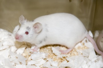 白毛红眼睛的老鼠坐在笼子的角落里。在笼子的地板上可以看到锯末和切碎的组织。